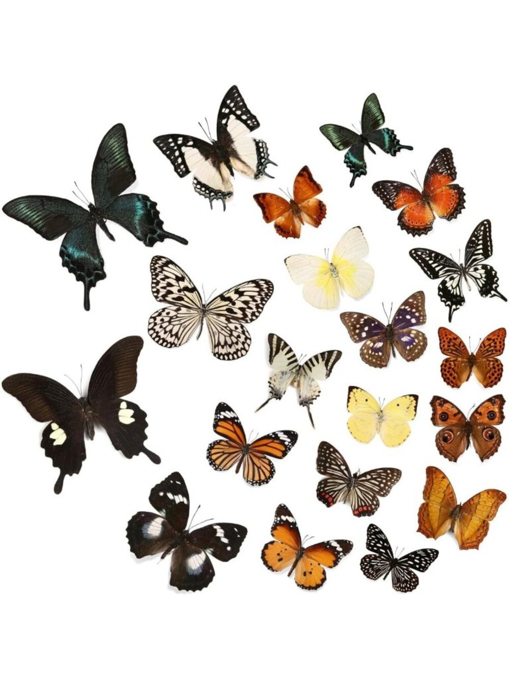20 Pcs Real Butterfly Specimens for DIY Taxidermy Shadow Box - Creative Decor